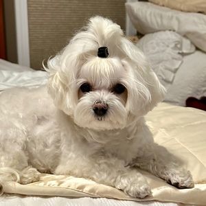 Meet your Posher, Sherrie